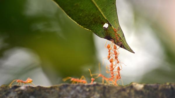 Ameisen bauen eine Körperbrücke um ein Blatt zu erreichen.