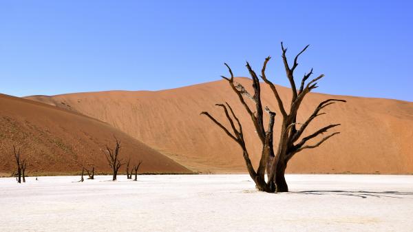 Abgestorbener Baum in einer Wüste.