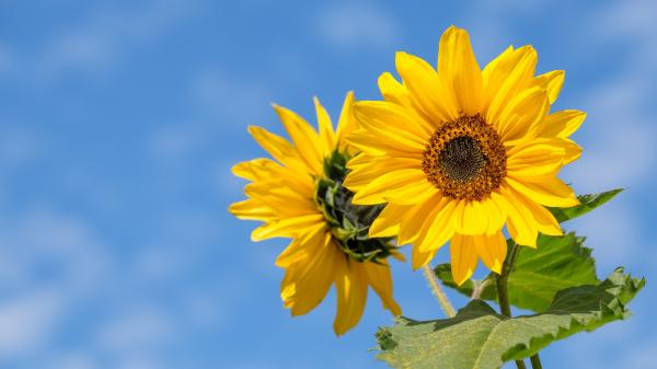 Zwei Sonnenblumen vor einem leicht bewölkten blauen Himmel.