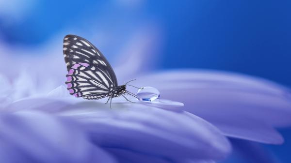 Einzelner Schmetterling auf lilafarbiger Blüte einen Wassertropfen berührend.