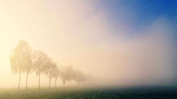 Eine im Nebel verschwindende Baumreihe.