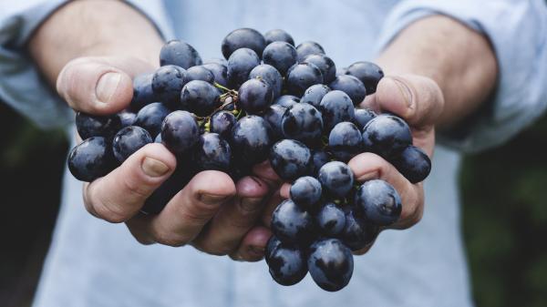Weintrauben in menschlichen Händen.