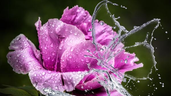 Ein Schmetterling aus Wasser fliegt vor einer nassen pinkfarbigen Rose.