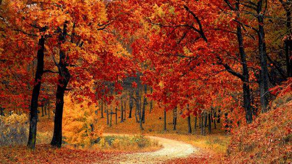 Weg durch ein Herbstwald.