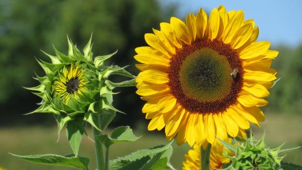 Sonnenblume. in verschiedenen Blütestadien.