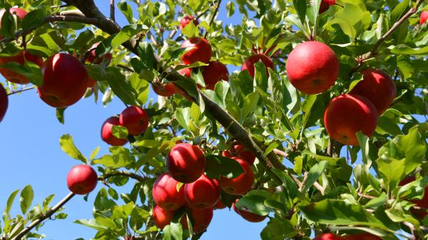 Vollreife rote Äpfel am Baum.