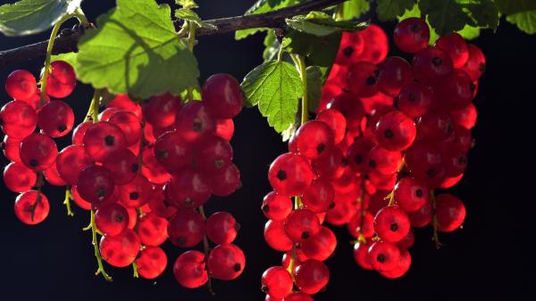 Rote Beeren am Strauch.