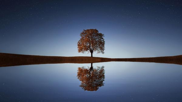 In einem See sich spiegelnder Baum.