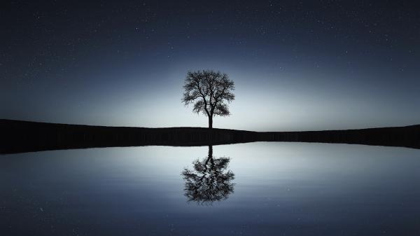 Sich im See spiegelnder Winterbaum.