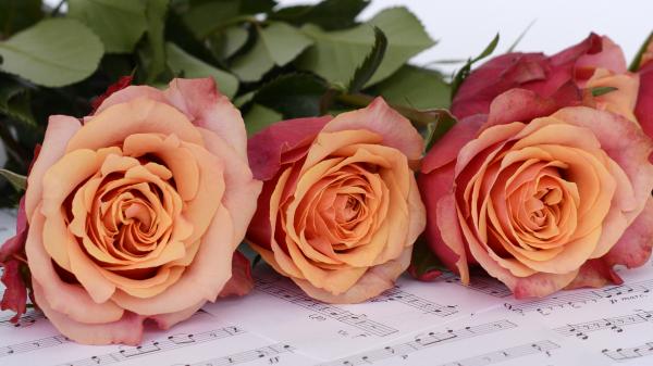 Drei rosa Rosen auf Notenblätter liegend.