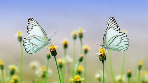 Zwei Schmetterlinge jeweils auf einer Blüte gegenüber stehend.