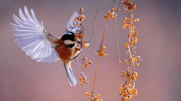 Vogel im flug an einem Beerenstrauch.