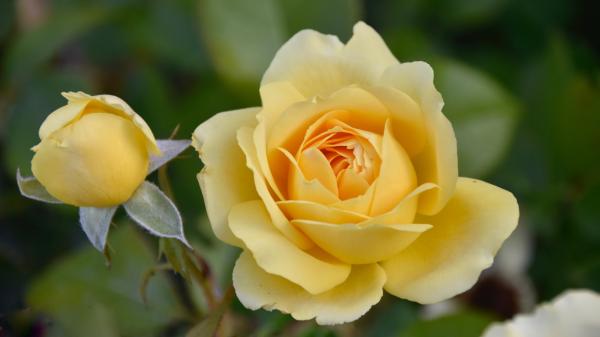 Zwei gelbe Rosen am Strauch, eine kurz vor dem erblühen, eine erblühte.